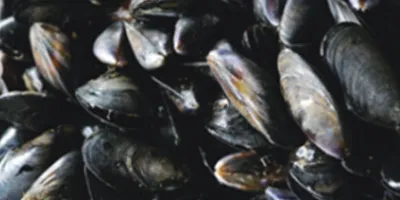 تنظيف القشريات والرخويات (المحار، الروبيان، الجمبري وإلخ)